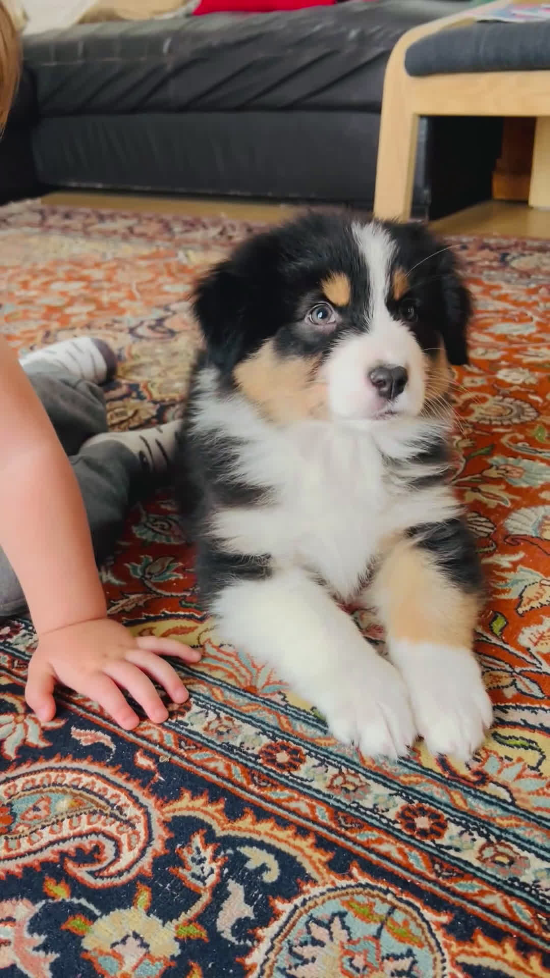 Australian Shepherd cani in vendita: CUCCIOLO DI PASTORE AUSTRALIANO - Video 3