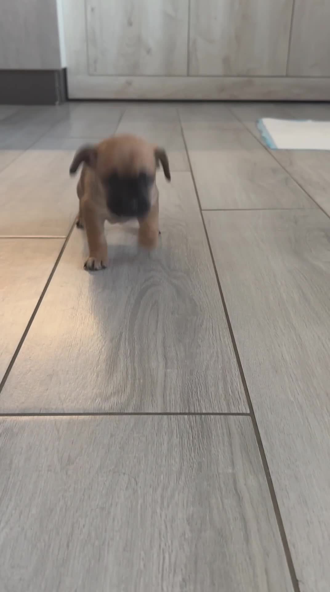 Meticcio cani in vendita: Meticci Bulldog Francese - Video 1