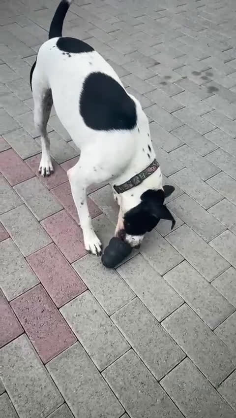 Meticcio cani in regalo: BLACK CERCA CASA - Video 1