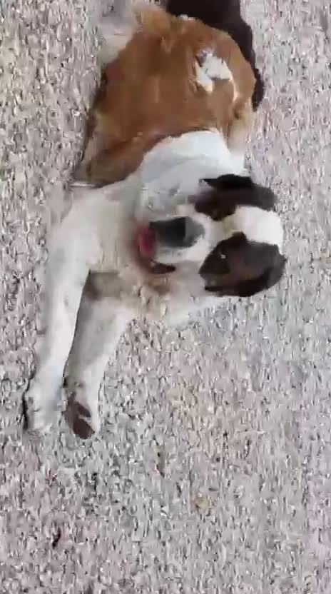 Barbone cani in vendita: CUCCIOLI DI BARBONE TOY/NANO - Video 1