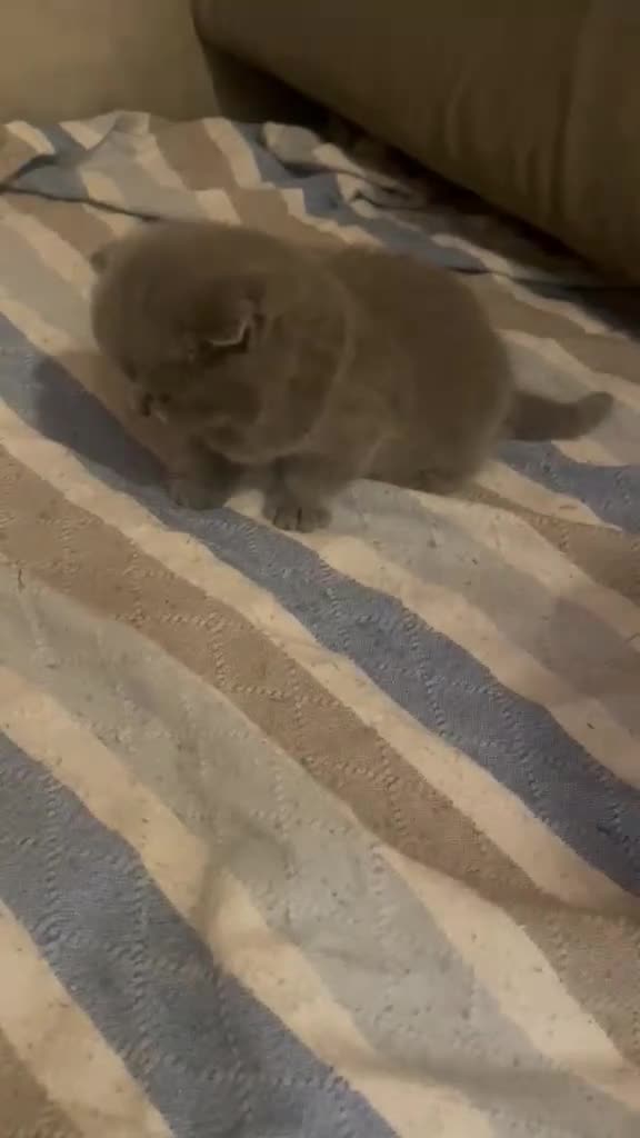 Scottish gatti in vendita: Cucciola scottish straight - Video 3