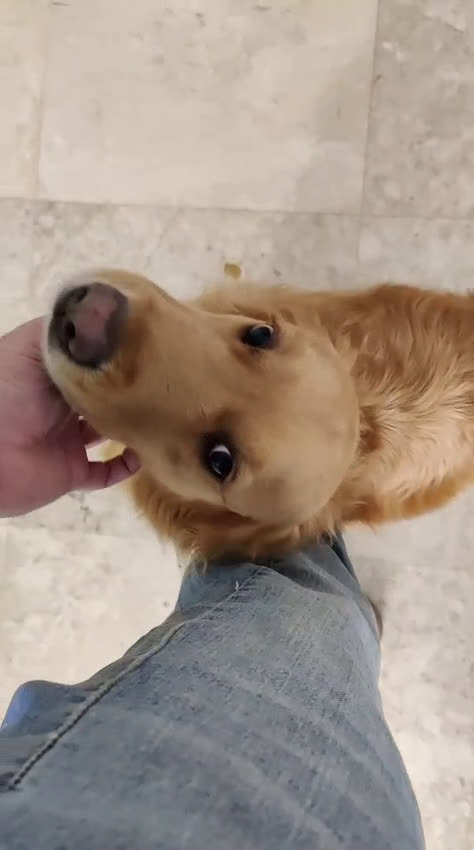 Golden Retriever cani in regalo: Stella, un meravigliosa Golden Retrieverr - Video 2