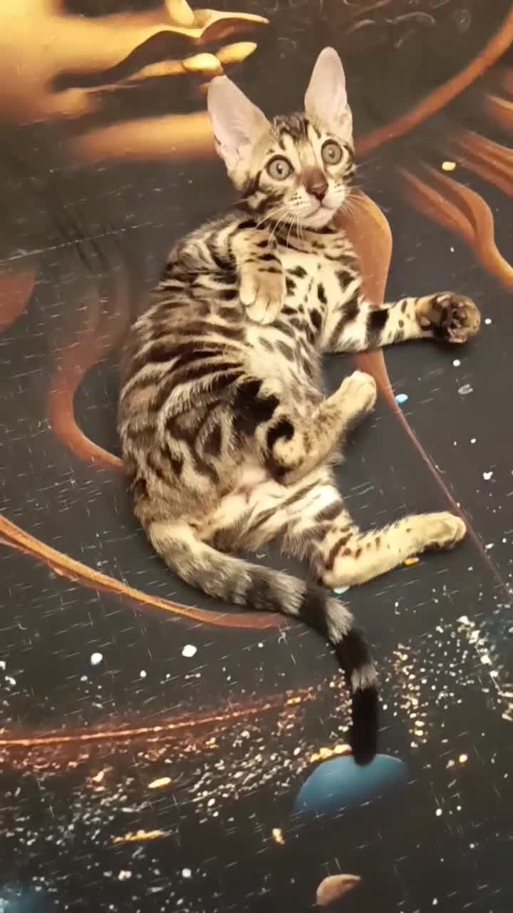 Bengala gatti in vendita: meravigliosi feminucce 🥰 - Video 3