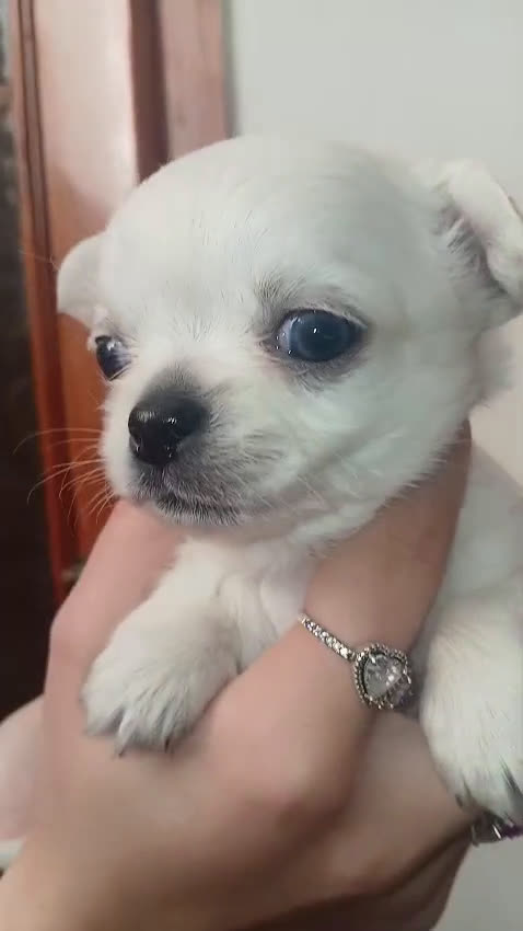 Chihuahua cani in vendita: Cuccioli di chihuahua  micro  - Video 1