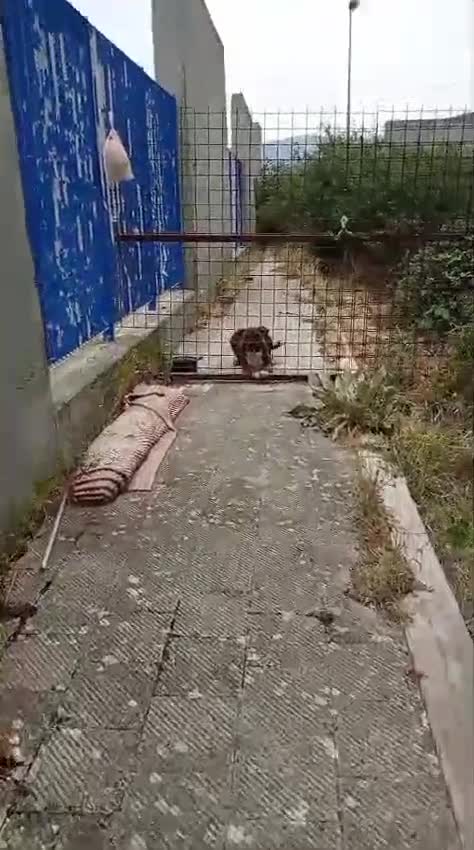 Meticcio cani in regalo: MORGANA superaffettuosa! - Video 2