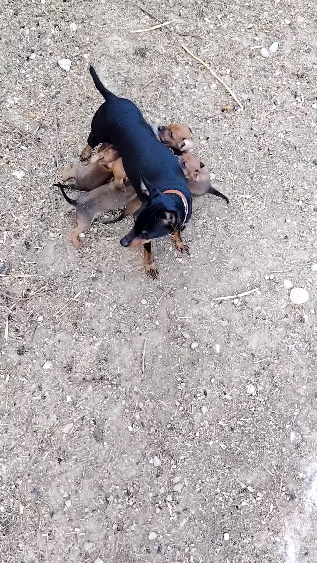 Pinscher Miniatura cani in vendita: Cuccioli Pinscher nano  - Video 1