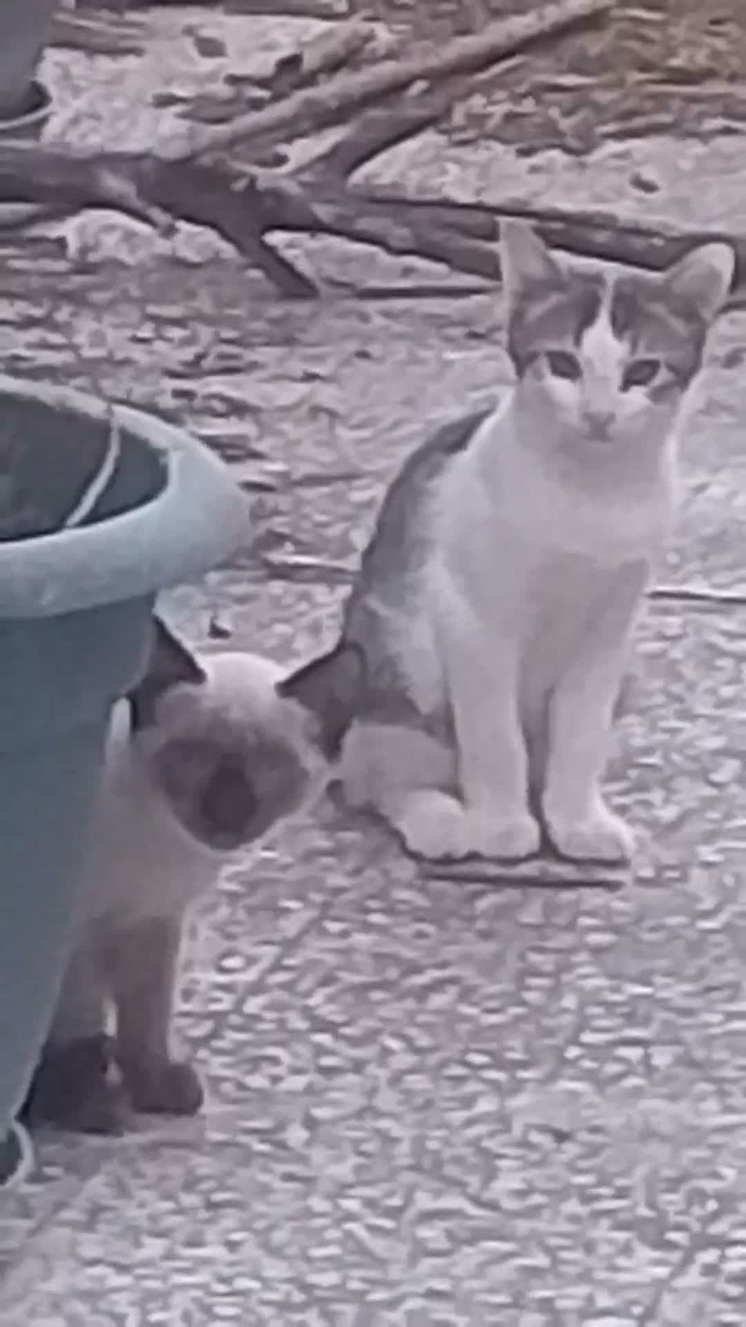 Siamese gatti in vendita: VENDO DUE  SIMIL SIAMESI STUPENDI!!  - Video 3