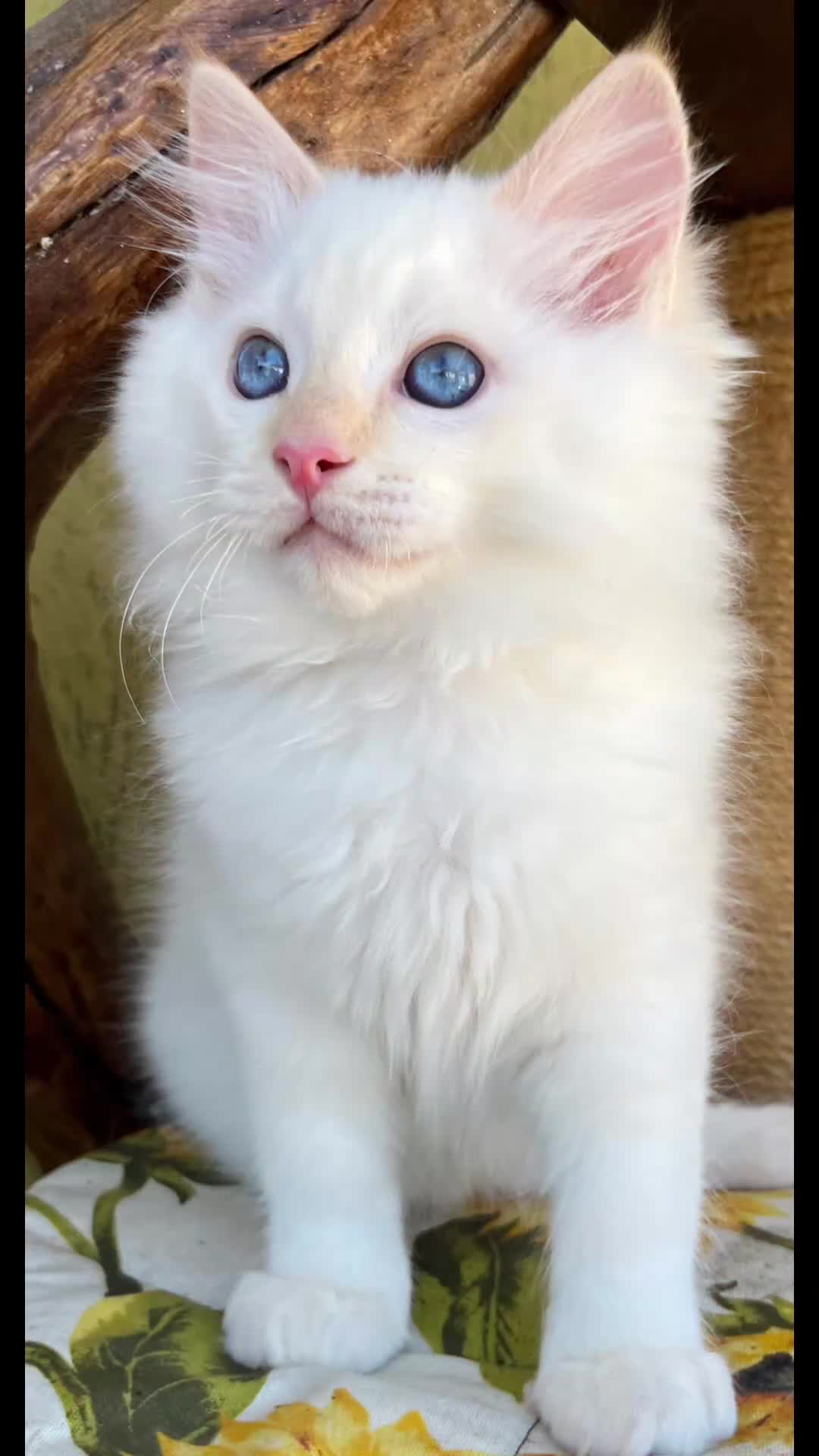Ragdoll gatti in vendita: Middle Earth Nagga Ragdoll Red Colourpoint  - Video 2
