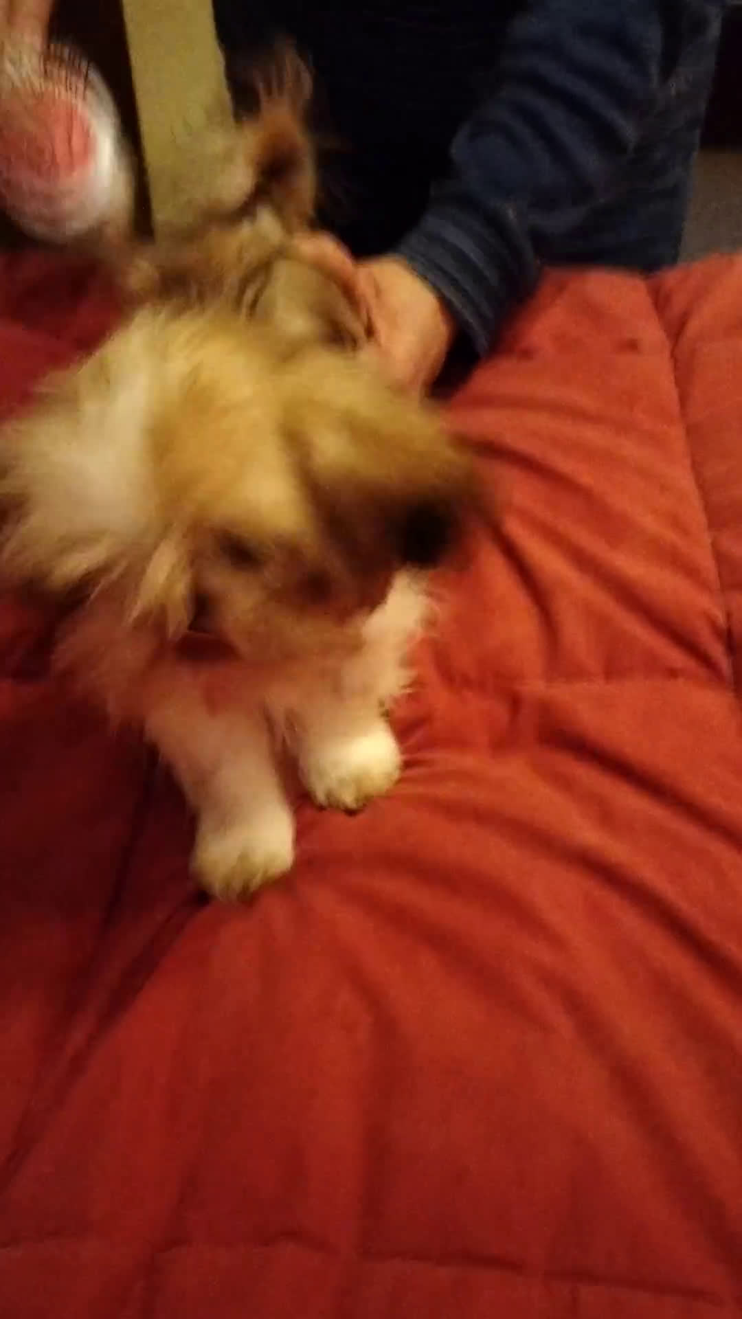 Shih Tzu cani in vendita: Cuccioli di shitzu  - Video 1