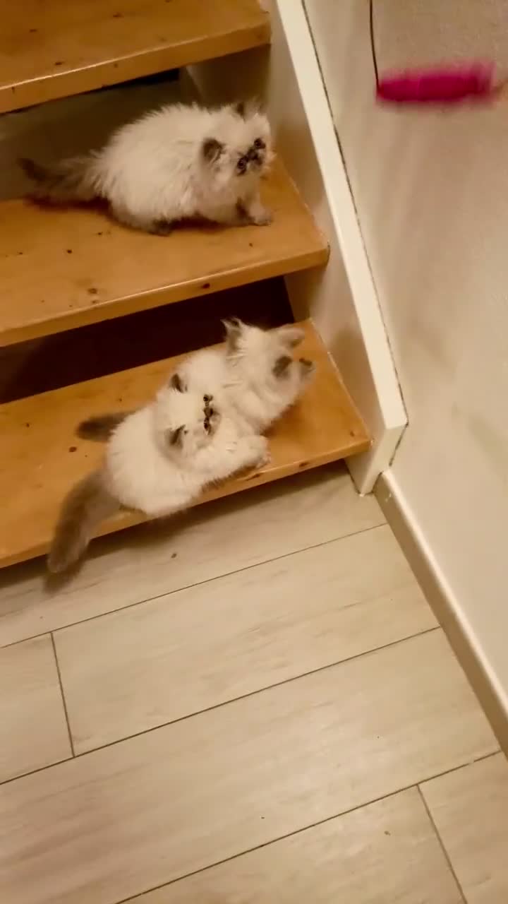 Persiano gatti in vendita: Gattini Persiani Blue Point  a Città Metropolitana di Bologna - Video 4