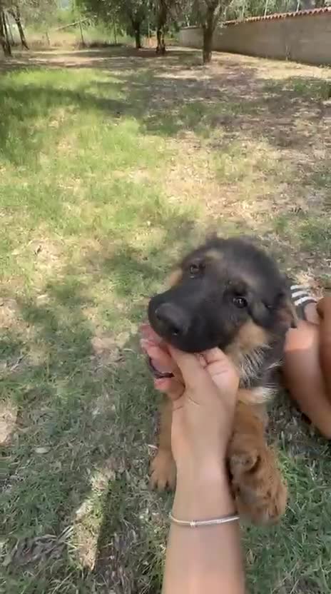 Pastore Tedesco cani in vendita: Pastore tedesco  - Video 1