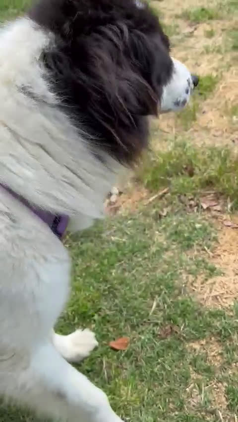 Meticcio cani in regalo: PETRUX meraviglioso patatone buono con tutti! - Video 1