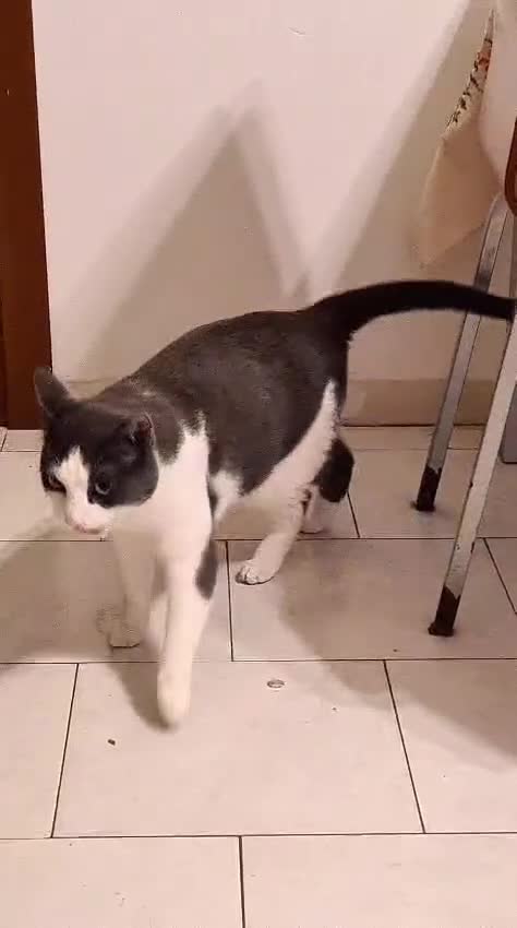 Europeo gatti in regalo: TIGER E #COCCO DUE AMICI DA NON SEPARARE a Città metropolitana di Milano - Video 1