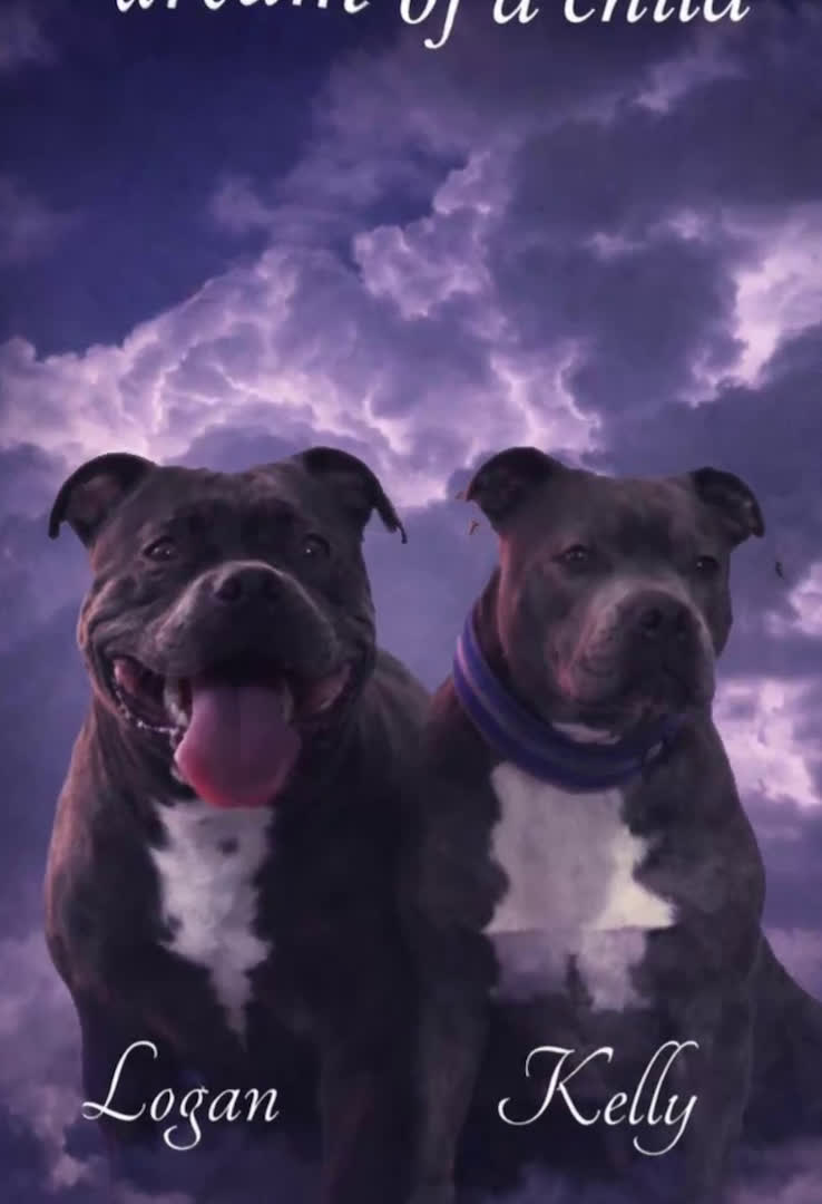 Staffordshire cani in vendita: Staffordshire bull terrier  - Video 1