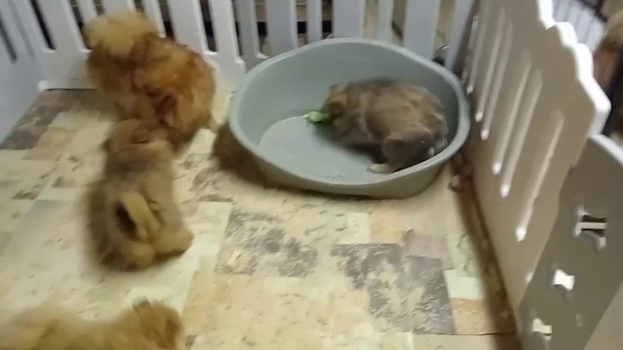Spitz cani in vendita: Cuccioli spitz piccolo  - Video 3