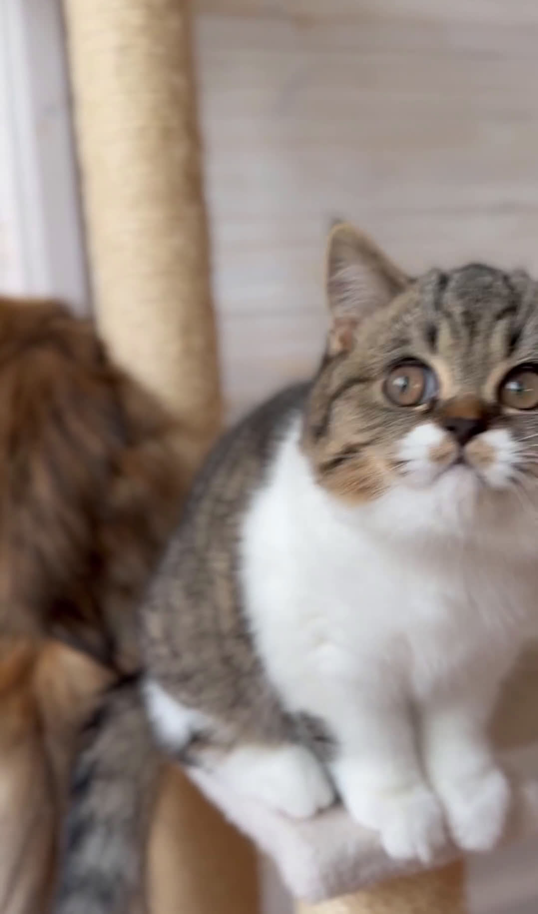 Scottish gatti in vendita: Stupeficium Amos - Scottish Straight - Video 3