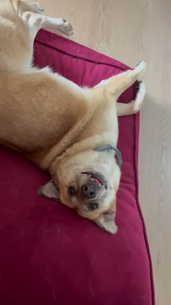 Meticcio cani in regalo: Raja, un'equilibrata meticcia di circa 5 anni - Video 3