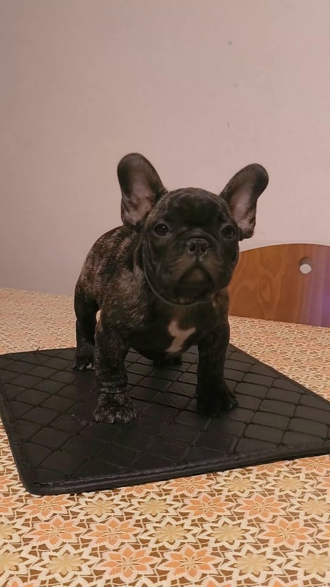 Bulldog Francese cani in vendita: Bulldog francese maschio - Video 1