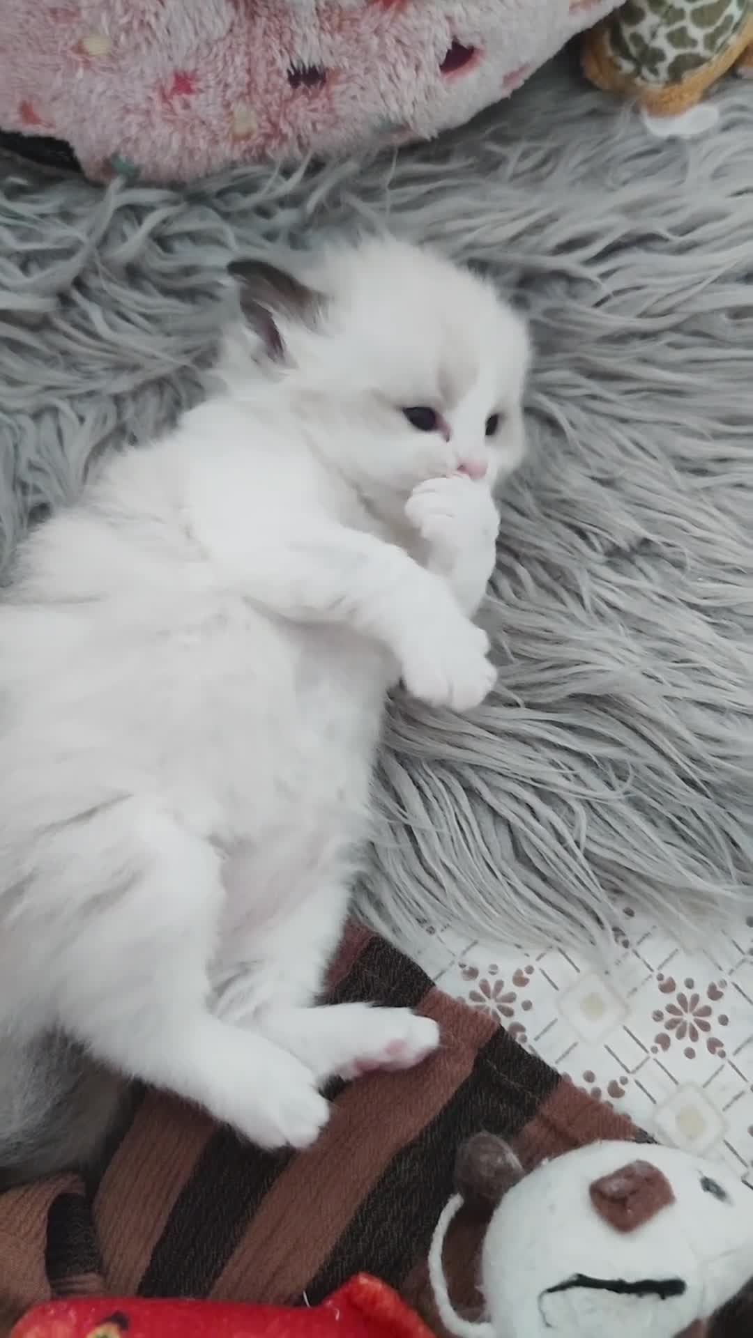 Ragdoll gatti in vendita: Femminucce ragdoll seal bicolore  a Città Metropolitana di Napoli - Video 2