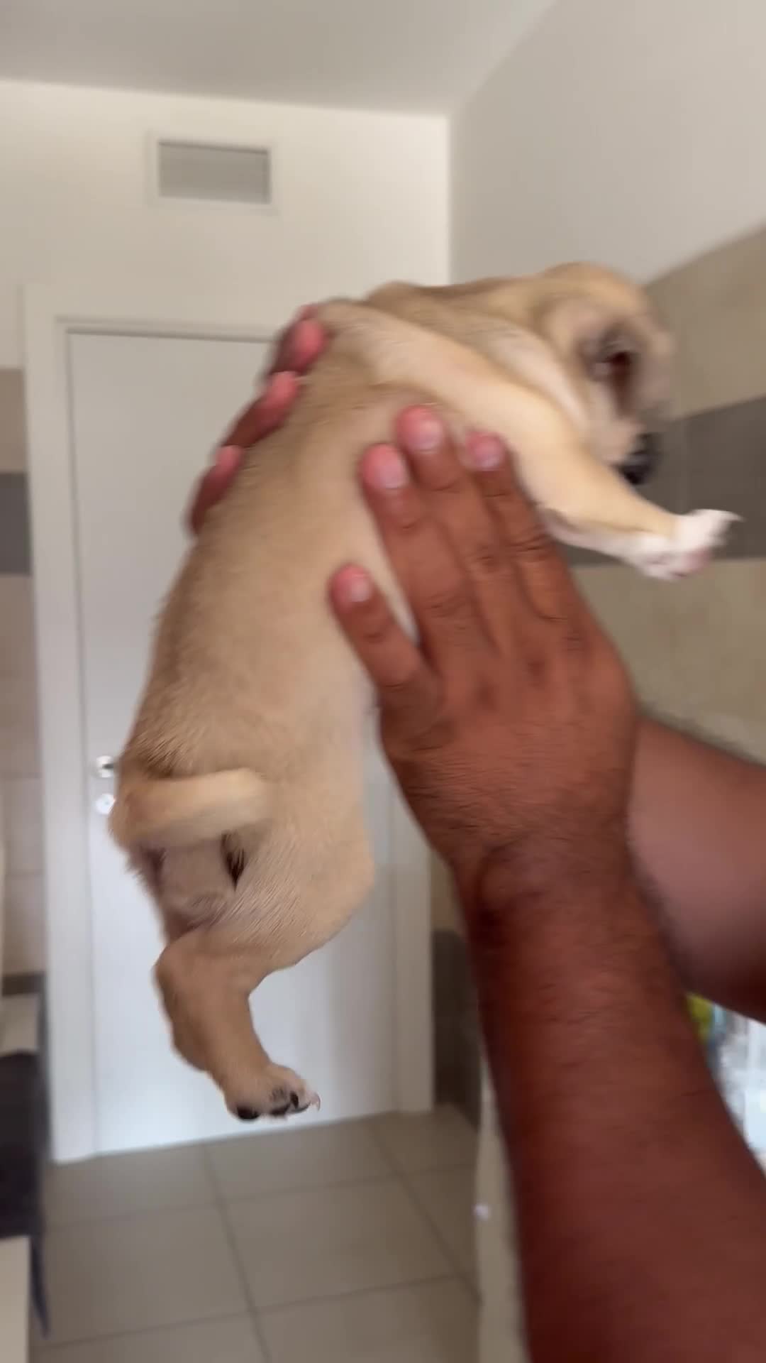 Meticcio cani in vendita: Vendo Carlino a Città metropolitana di Milano - Video 1