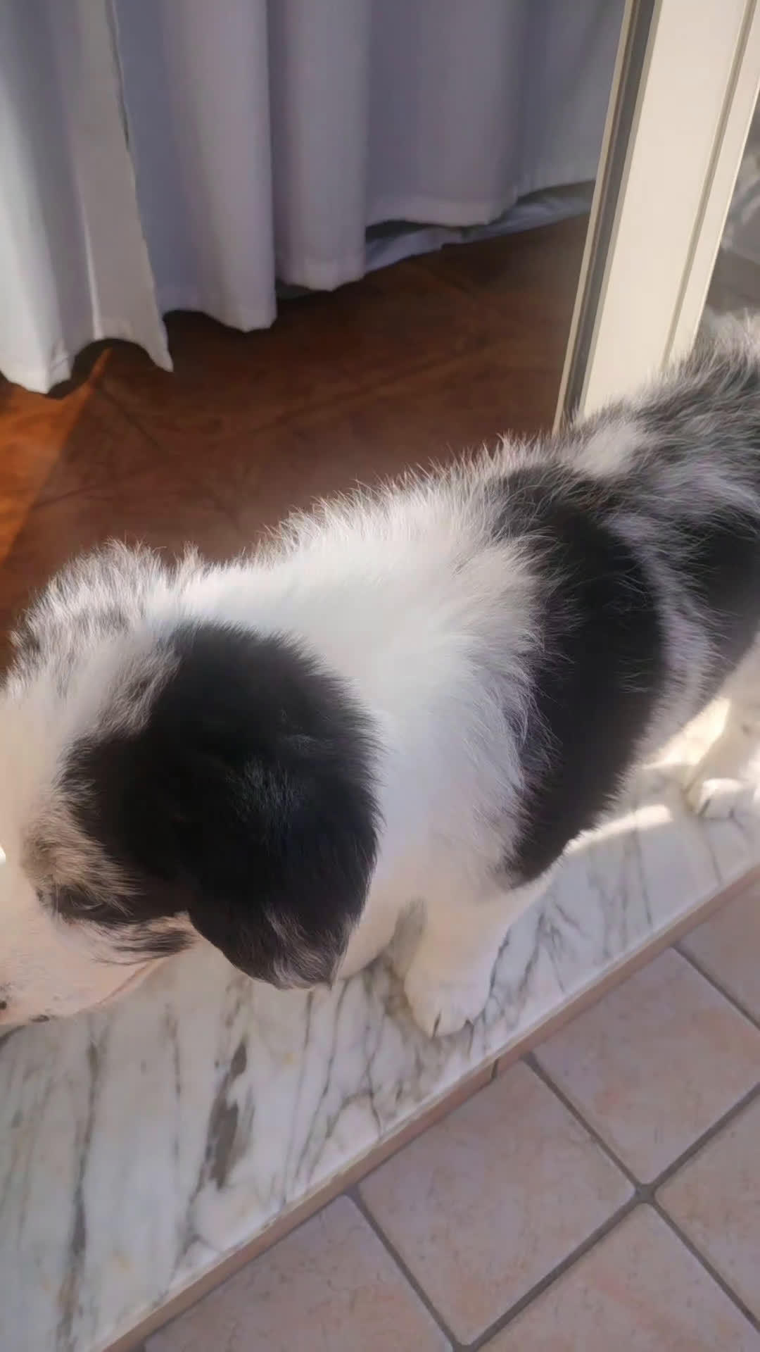 Border Collie cani in vendita: Cucciolo maschio di border collie blue merle a Città metropolitana di Milano - Video 3