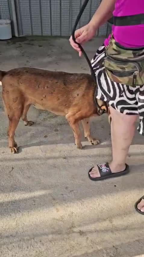 Meticcio cani in regalo: Brown: dolce e sensibile, cerca serenità  - Video 1