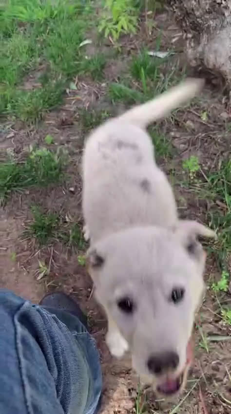 Meticcio cani in regalo: SID 💙-cucciolo “orsetto lanoso” cerca la sua casa a Città metropolitana di Milano - Video 1
