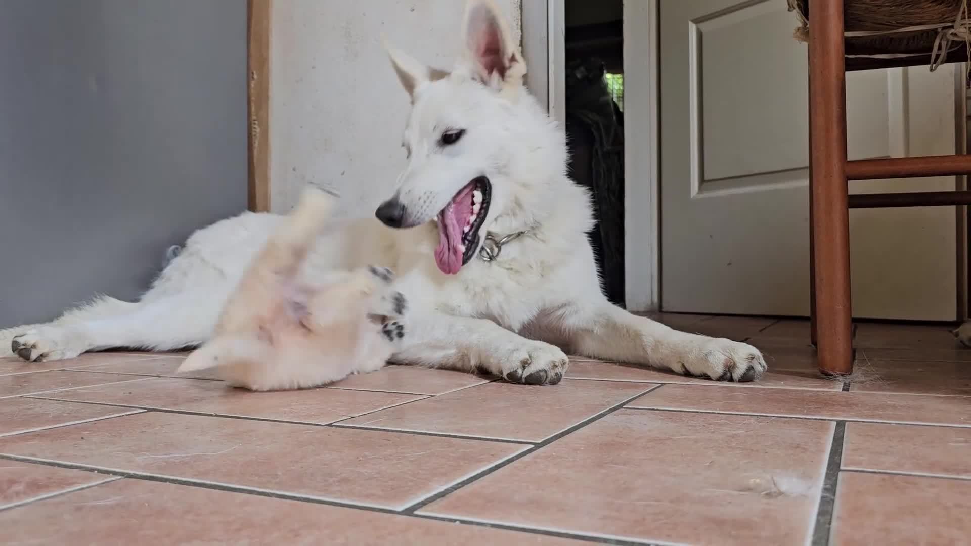 Pastore Svizzero cani in vendita: cucciolo pastore svizzero bianco a pelo lungo  - Video 1