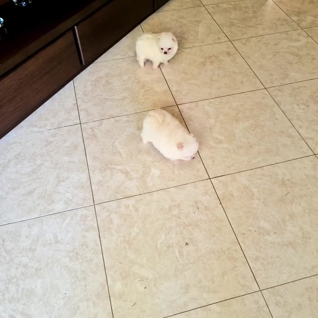 Spitz cani in vendita: Spitz di Pomerania NANO  - Video 2