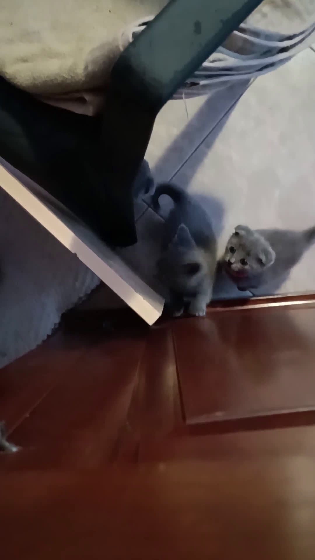 Scottish gatti in vendita: cuccioli di scootish - Video 1