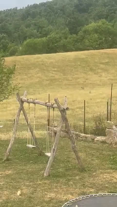 Pastore dell’Anatolia cani in vendita: Kangal pastore dell'anatolia - Video 1