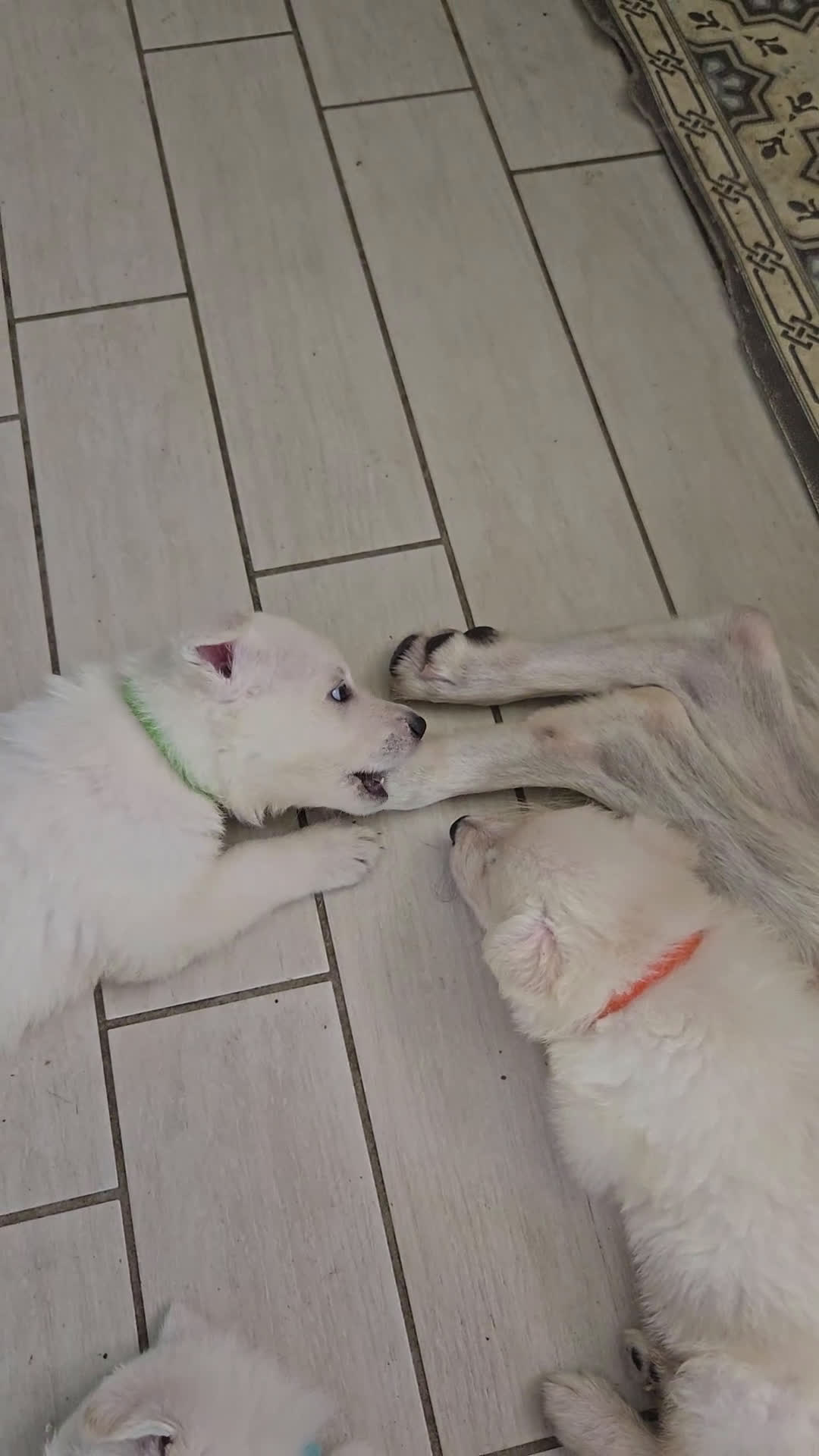 Pastore Svizzero cani in vendita: Cuccioli pastore svizzero bianco  a Province of Brescia - Video 1