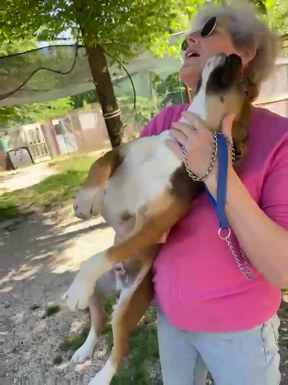 Pitbull cani in regalo: MI ADOTTI? a Città metropolitana di Roma Capitale - Video 3