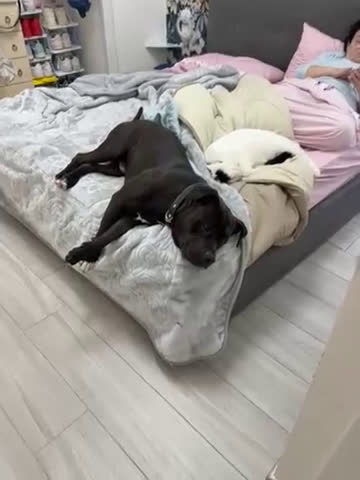 American Bully cani in regalo: Carlito  - Video 2