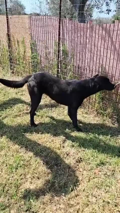 Meticcio cani in regalo: ELIJA LABRADOR - Video 3