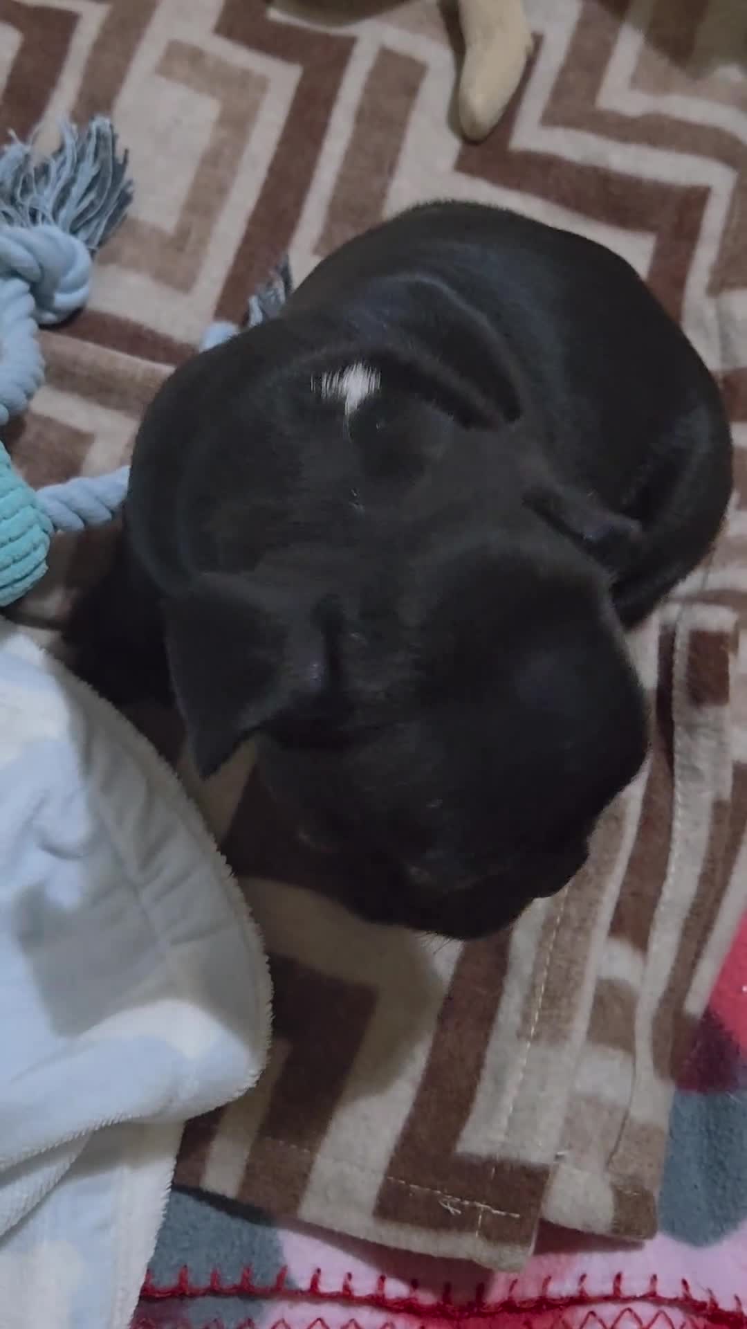 Bulldog Francese cani in vendita: Bulldog francese maschio-cucciolo disponibile  - Video 1