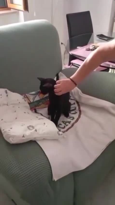 Europeo gatti in regalo: Nerina cerca nuova casa  - Video 2