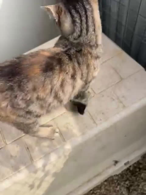 Meticcio gatti in regalo: ADOTTA TIGRA - Video 2