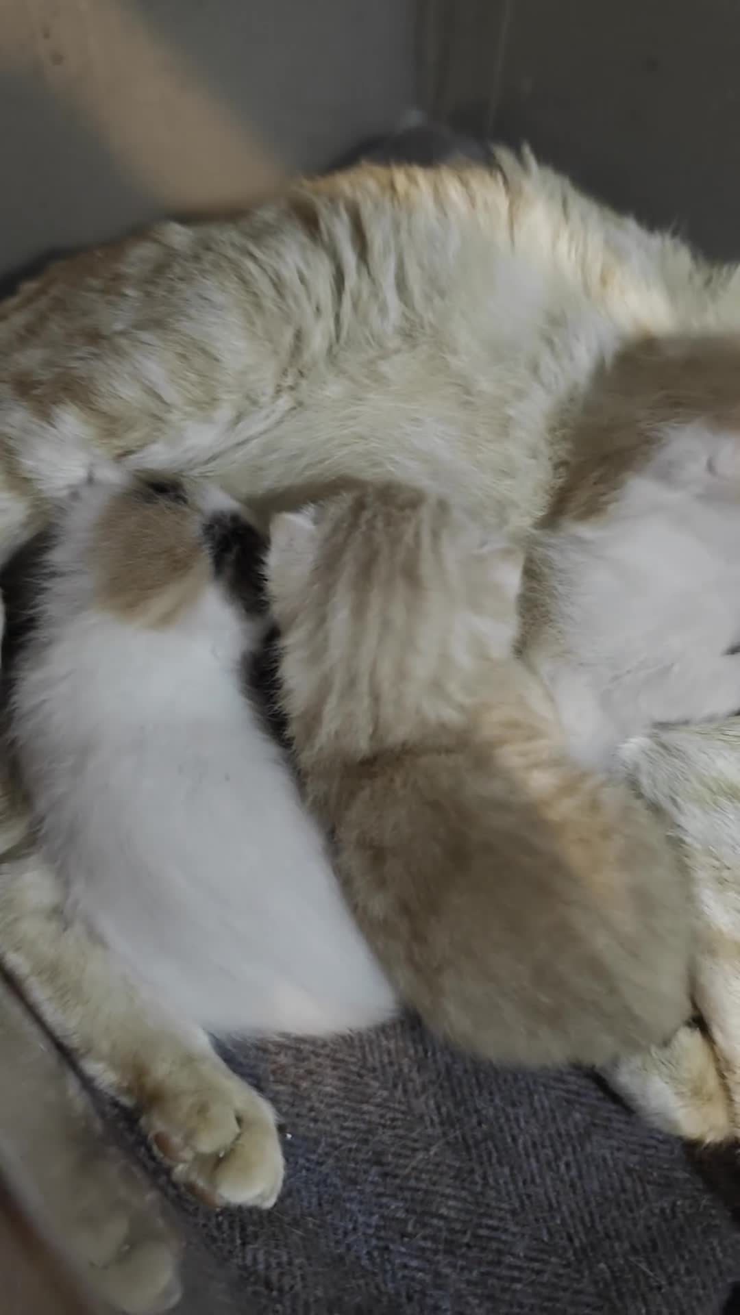 Meticcio gatti in regalo: Freija and baby - Video 1