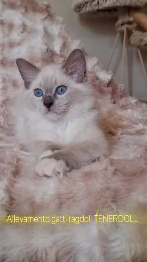 Ragdoll gatti in vendita: Ragdoll con Pedigree  - Video 2