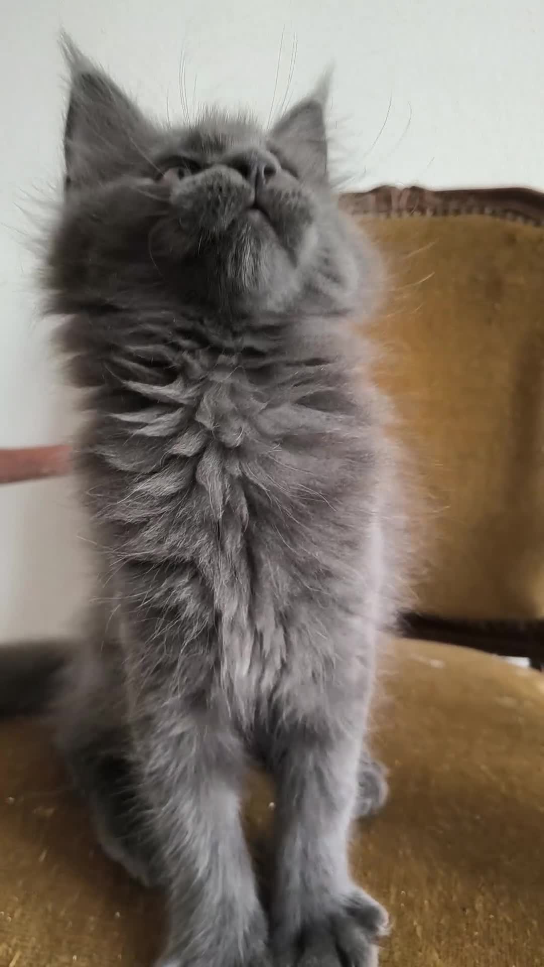 Maine Coon gatti in vendita: Cucciolo di Main Coon - Video 1