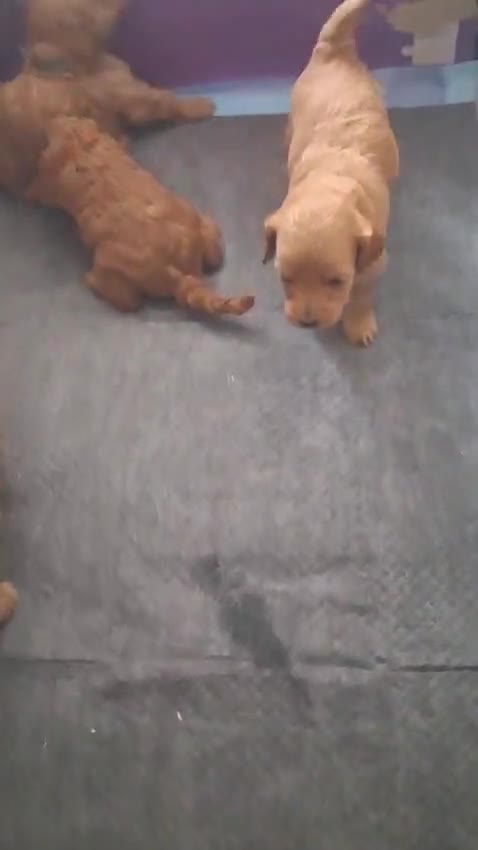 Barboncino Toy cani in vendita: Barboncini Toy disponibili  - Video 1