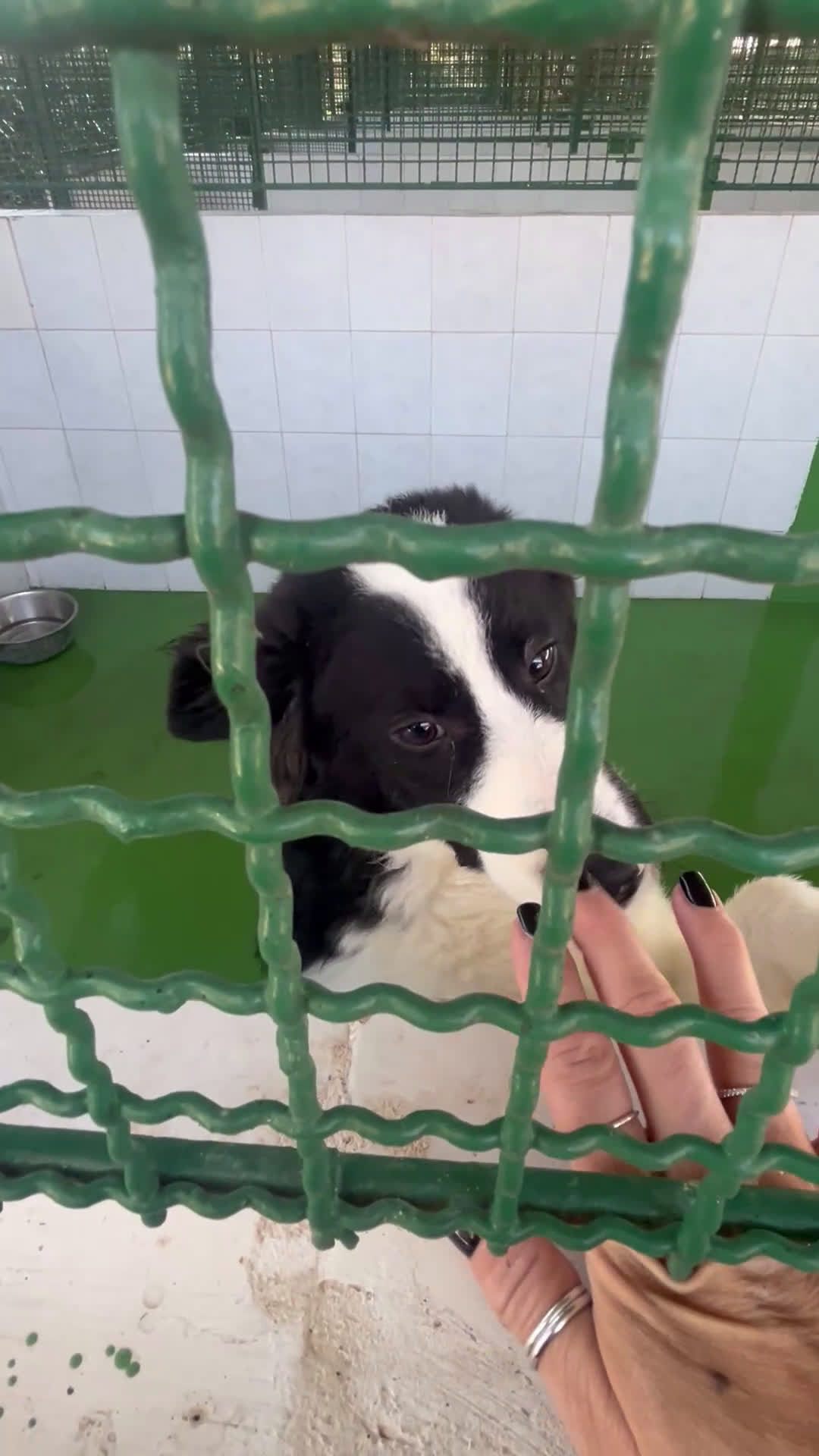 Border Collie cani in regalo: IL DOLCISSIMO SUGAR CERCA CASA - Video 2