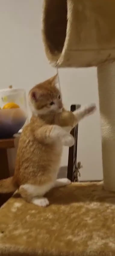 Europeo gatti in regalo: gatto 3 mesi maschio rosso - Video 1