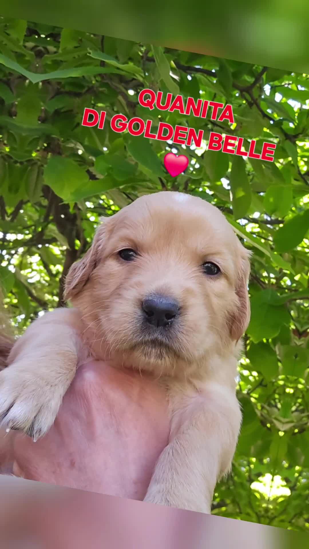 Golden Retriever cani in vendita: CUCCIOLI GOLDEN RETRIEVER  - Video 2