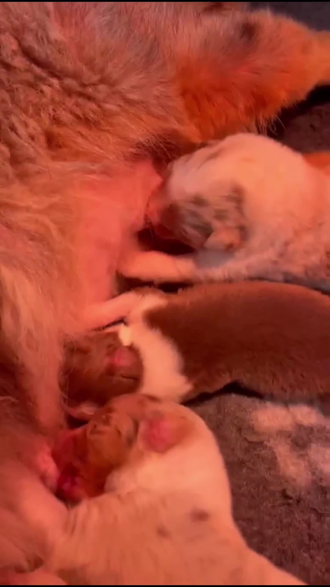 Australian Shepherd cani in vendita: Cuccioli di pastore australiano con pedogree - Video 1