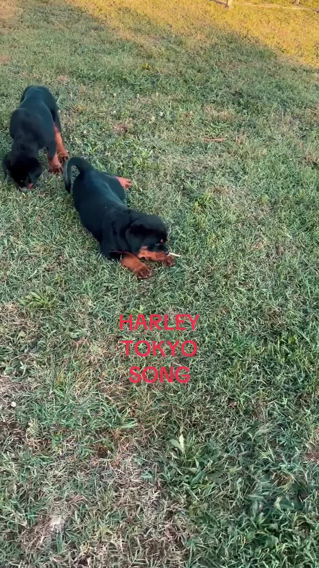 Rottweiler cani in vendita: Cuccioli di Rottwelier con pedigree  - Video 1
