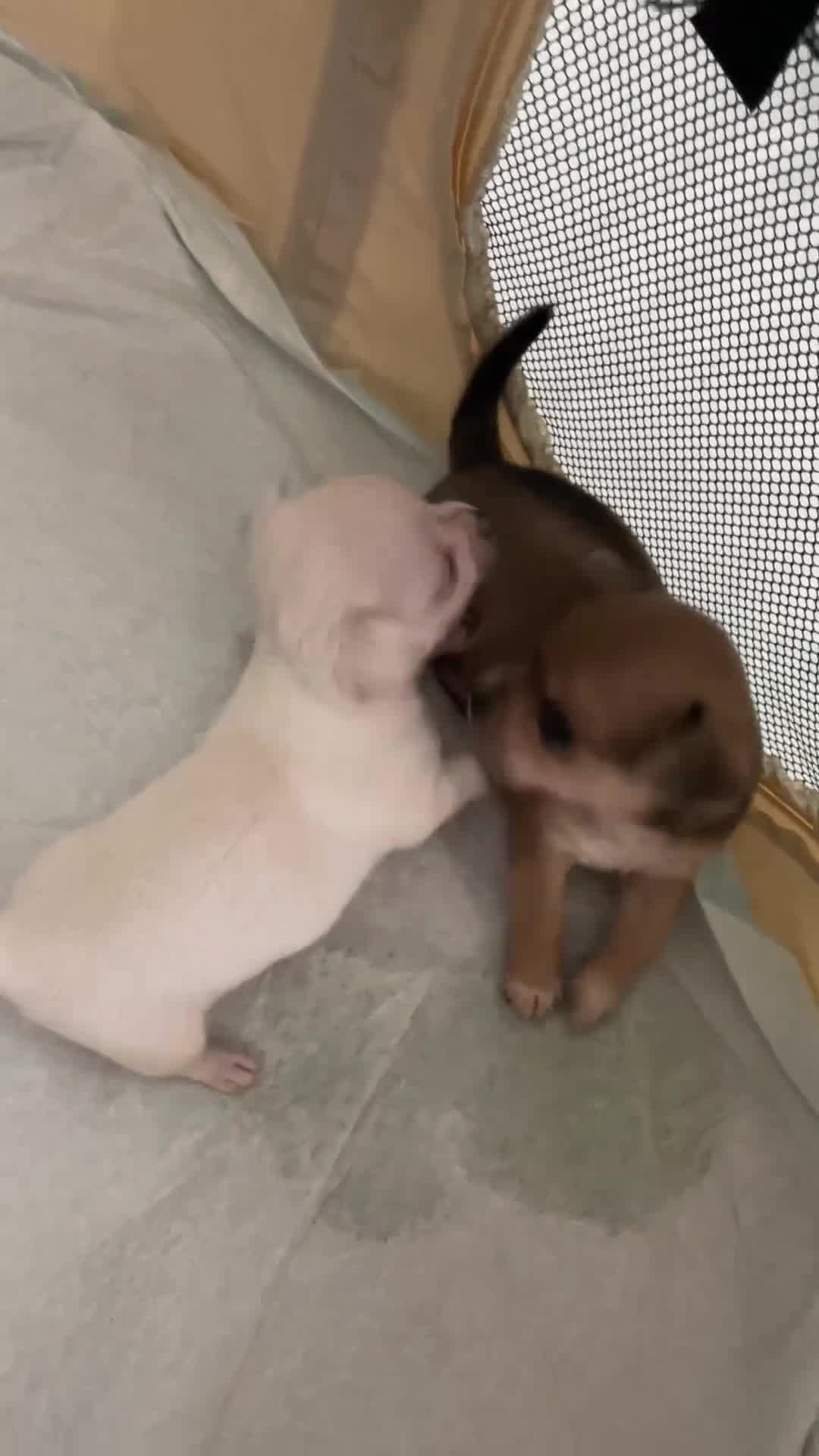 Chihuahua cani in vendita: Quattro enormi dispenser di tenerezza  a Città metropolitana di Cagliari - Video 2