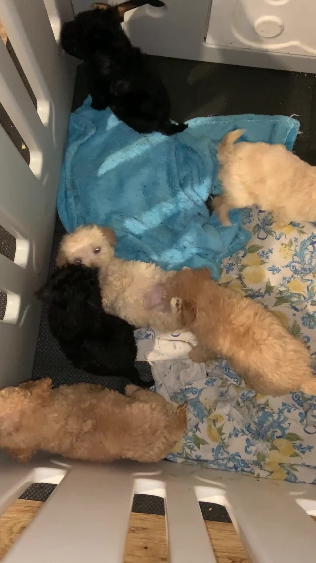 Barboncino cani in vendita: Splendida cucciolata di barboncini nani - Video 1