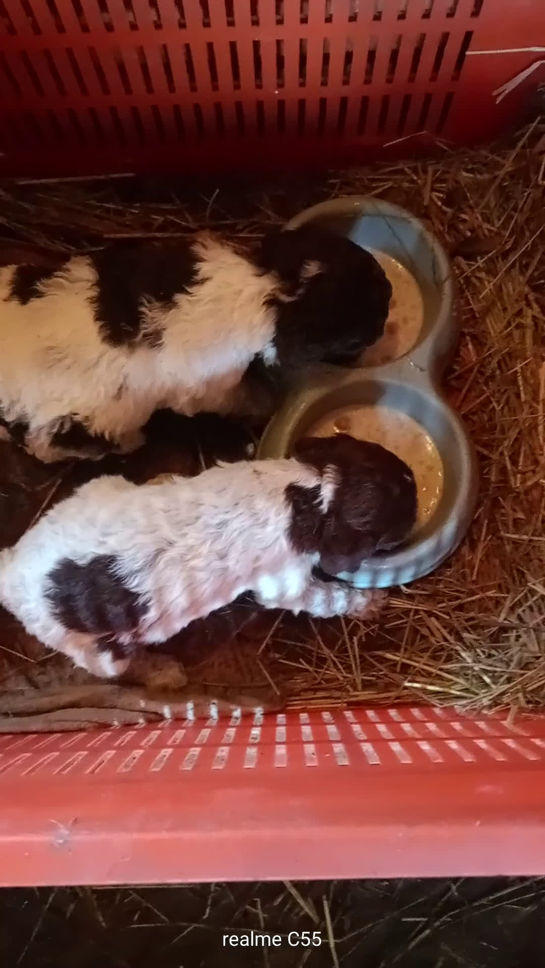 Lagotto cani in vendita: Vendo Lagotto romagnoli - Video 1